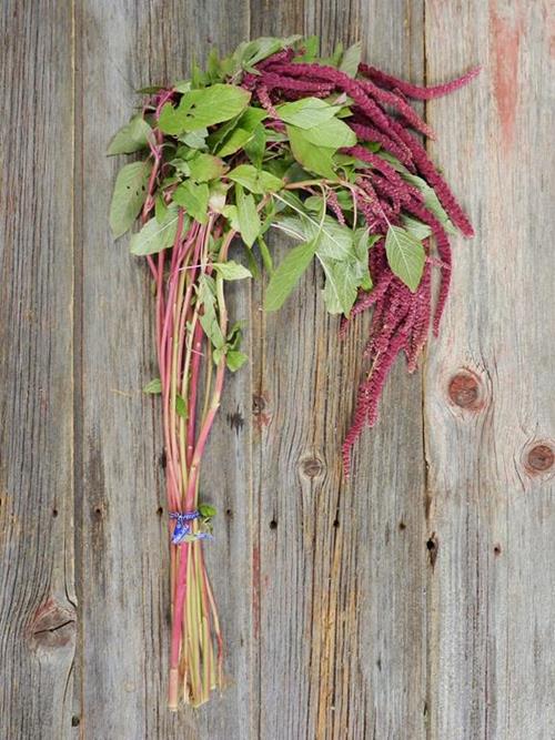 HANGING  RED AMARANTHUS